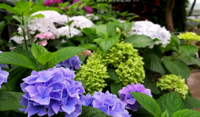 flowers in the garden