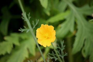 A photograph of a beautiful yellow California poppy wild flower in a natural garden