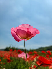 양귀비 풍경 자연의 풍경 꽃이 있는 풍경