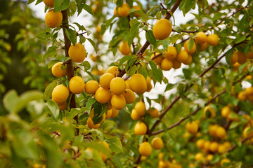 Mirabelle plum yellow, Prunus domestica