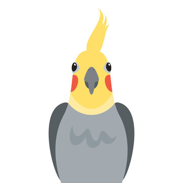 recommend clip art: Cute cockatiel parrot front view icon vector. Funny cockatiel parrot icon isolated on a white background. Pet bird head vector