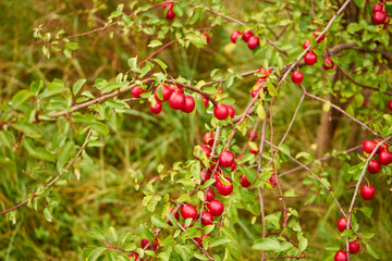 red mirabelle plum, Prunus domestica