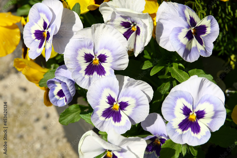 Wall mural flowers of violet grown in front of the house.