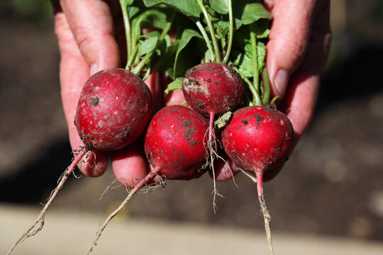 Freshly harvested radishes with growth defects such as Cracks and spots