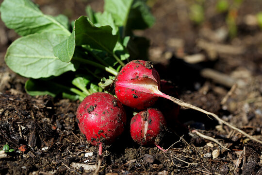 Freshly harvested radishes with growth defects such as Cracks and spots