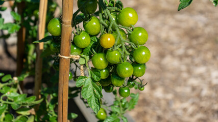 Tomatoes at Speke Hall Kitchen Garden