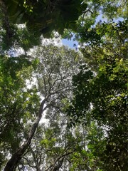 Fototapeta premium trees in the forest