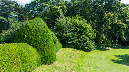 A hedge at Speke Hall