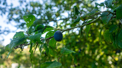 Prunus domestica also known as Damask Plum