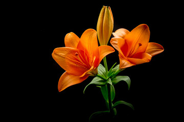 orange asiatic lily on a black background