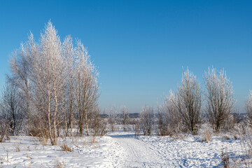 Beautiful winter landscape. Birch tree with branches covered with hoarfrost against clear blue sky. Trees appears white due to snow. Copy space for your text. Countryside road. Beauty in nature theme.