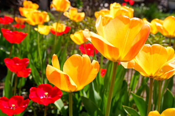 Obraz na płótnie Canvas Glade of yellow and red tulips. Beautiful flowers for screensaver.