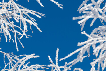 Close-up view of birch tree branches covered with hoarfrost against clear blue sky. Frost looks like ice crystals. natural frame. Winter weather forecast theme.