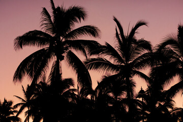 Fototapeta na wymiar Palm trees silhouettes background 