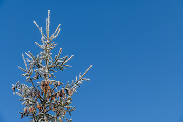 Norway spruce (Picea abies) tree with branches and cones covered with hoarfrost against clear blue sky. Trees appears white due to snow. Copy space for your text. Beauty in nature theme.