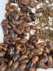many dubia cockroach, dirty insect