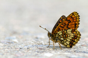 butterfly on the ground
