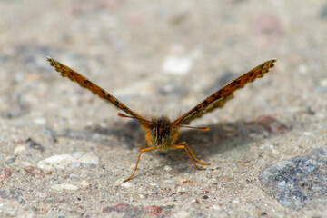 butterfly on the ground