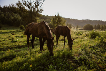 horses on the field between the hills 