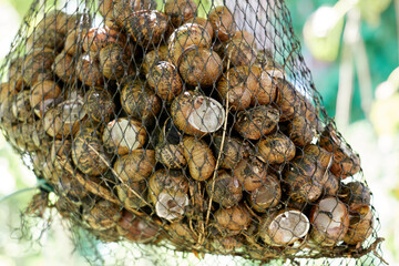 Closeup of net bag of live fresh edible snails