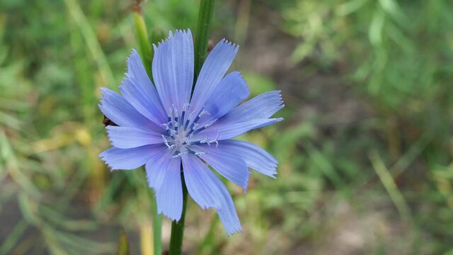 Chicory flower closeup pan. Bright blue flower of Cichorium intybus in its natural habitat. Part of the dandelion family, it is also known as blue daisy, blue weed, coffeeweed, horseweed and succory