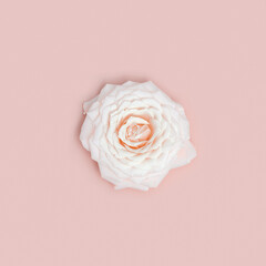 One beautiful white rose flower on pastel pink background. Minimal monochrome greeting card.