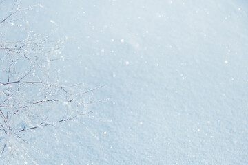 Obraz premium Dry meadow flowers and grass covered frost in winter field. Nature background in cold winter day