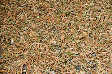 Dry and green needles on pinus mugo on the ground