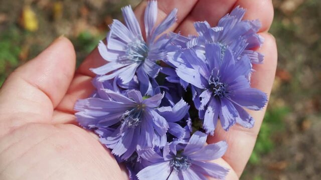 chicory flowers in a woman's hand, herbal medicine, herb specialist.