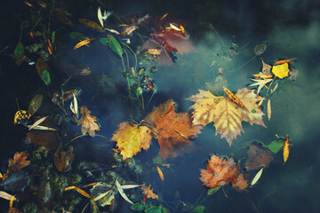 Fototapeta na wymiar Autumn leaves of orange, green and yellow lay scattered on the ground in a puddle of water and along the edge of a green grass. Beautiful Autumn or Fall Background