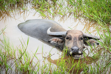 The buffalo was chewing the grass in the swamp.