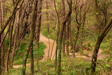 stream in a forest in the Basque country