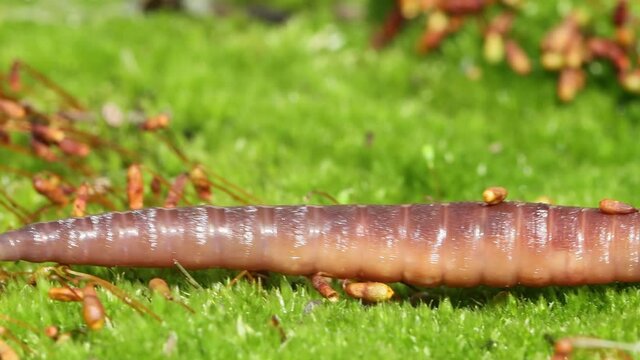 An earthworm is a terrestrial invertebrate that belongs to the class Clitellata, order Oligochaeta, phylum Annelida. They exhibit a tube-within-a-tube body plan.