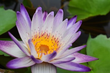 Purple white lotus in the pond, The lotus flower is one of the flowers that people are popular...