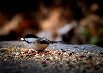 a bird