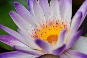 Purple white lotus in the pond, The lotus flower is one of the flowers that people are popular around the world.