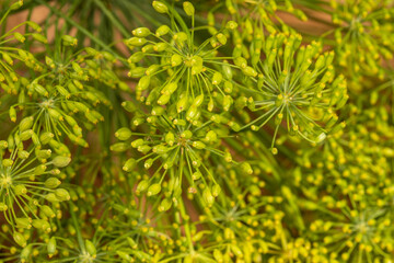Dill inflorescences close up. Dill is used in cooking, aromatherapy and medicine