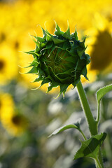 Closeup on sunflower bud. selective focus
