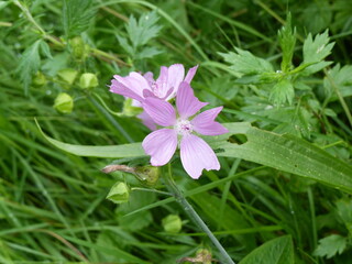 Nature dans les Vosges