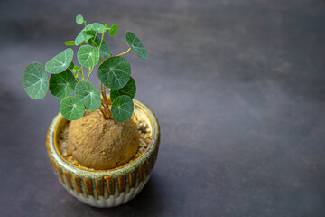 Stephania erecta in pot on dark tone background with copy space.