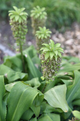 Eucomis bicolor d'Afrique du Sud en automne