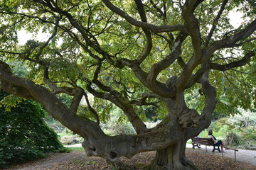 Fototapeta na wymiar Vieil arbre au jardin