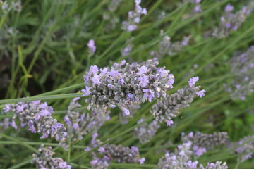 natural lavender in a French forest