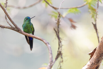 Goldbrust-Höschenkolibri (Golden-breasted puffleg)
Ecuador, Yanacocha