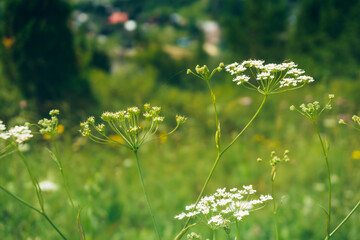 White wild flower in a field in green grass close-up on a blurred background. Selective focus. Low angle shot of wild plants and flowers