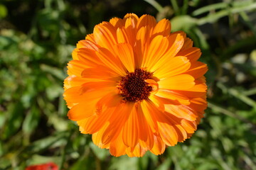Calendula officinalis flower known as pot marigold, ruddles, common or Scotch marigold.