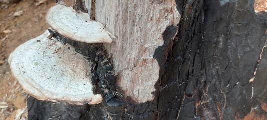mushrooms on a tree