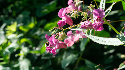 Obraz premium Pink and purple flowers