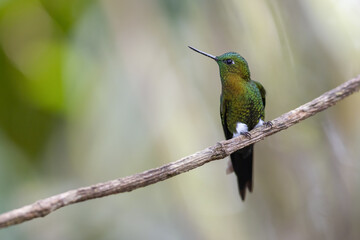 Goldbrust-Höschenkolibri (Golden-breasted puffleg)
Ecuador, Yanacocha