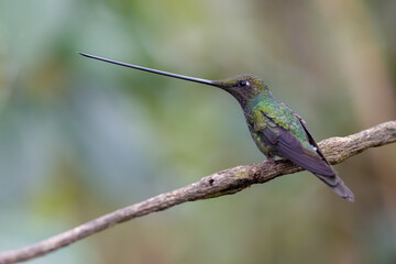 Fototapeta na wymiar Schwertschnabelkolibri (Sword-billed hummingbird) Ecuador, Yanacocha